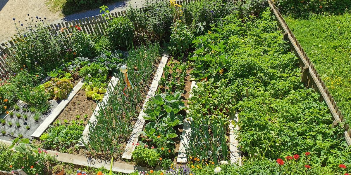 Unser Bauerngarten - frischer Salat, Gemüse und auch Kräuter können Sie bei uns kaufen. Frischer geht's nicht!