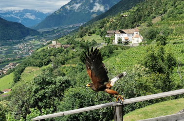 Die Greifvogelschau in Dorf Tirol - ein Erlebnis für die ganze Familie